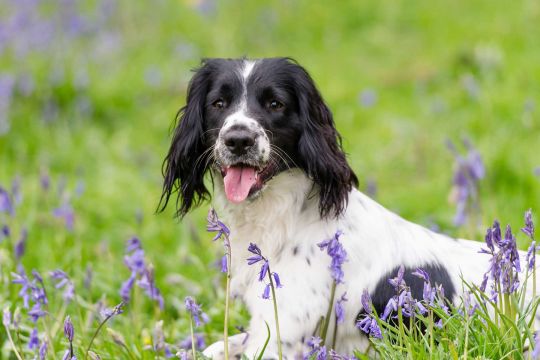 Dog in bluebell woods